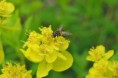 /album/fotogalerij/heemtuin07-05-14-063-jpg/